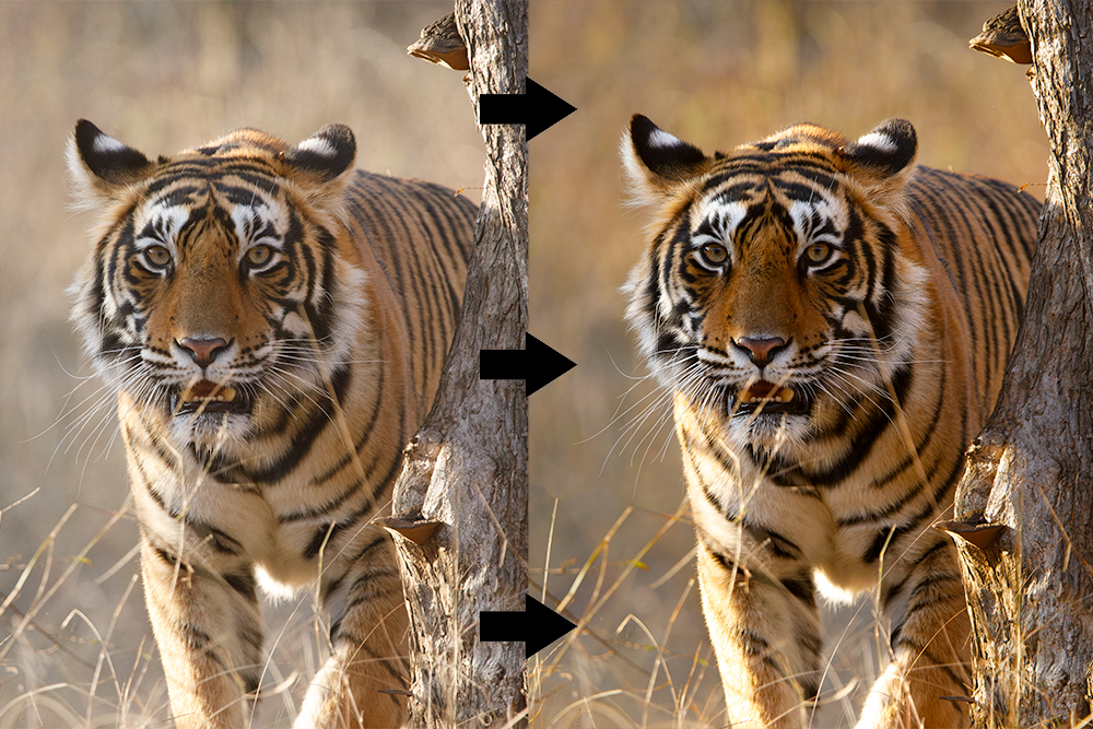 Image illustrant formation complete retouche photo animaliere