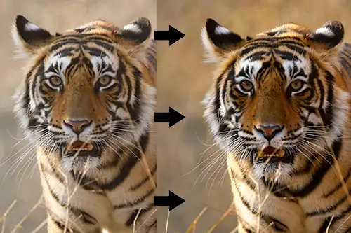 Image d'augmentation de la nettete illustrant ma formation retouche photo animaliere complete