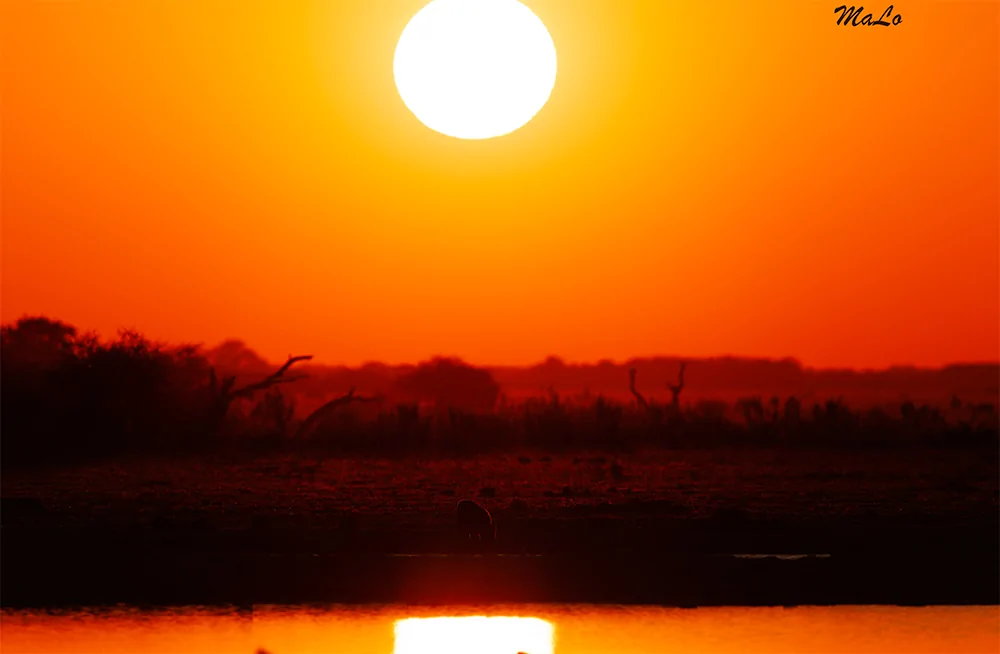 Photo d'un chacal au coucher du soleil dans le parc national Nxai Pan au Botswana.