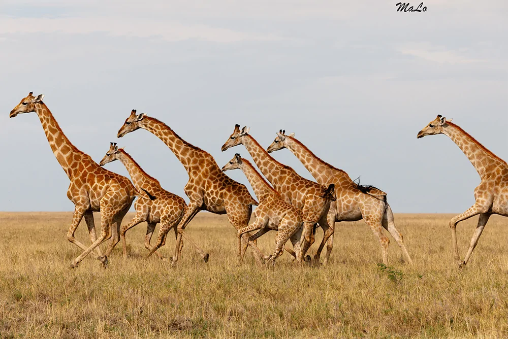 Photo d'une girafe dans le parc national Etosha en Namibie.