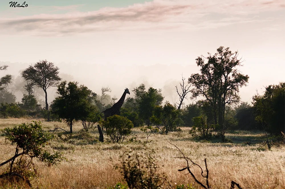 Photo d'une girafe dans la réserve de Sabi Sand en Afrique du Sud.