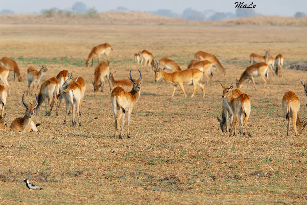 Photo de cobe de lechwe dans les plaines de Busanga en Zambie.