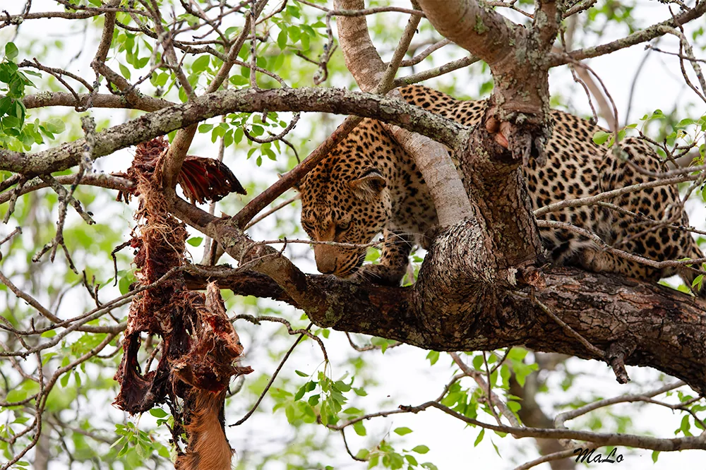 Photo d'un leopard avec sa proie dans un arbre dans la reserve de Thornybush en Afrique du Sud.