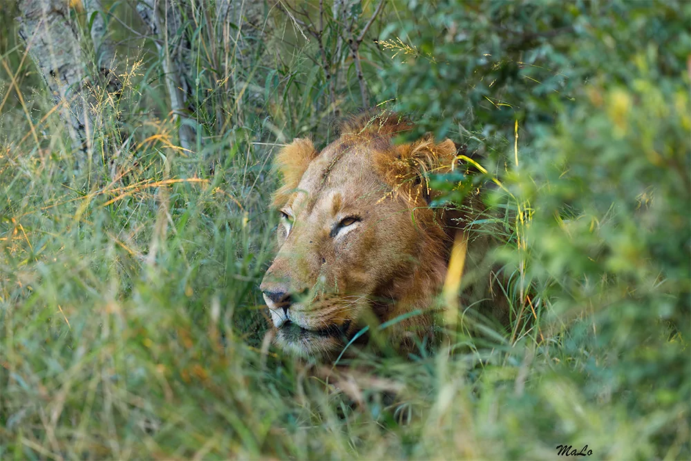 Photo d'un lion dans la reserve de Sabi Sand en Afrique du Sud.