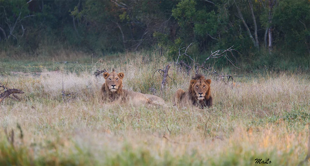 Photo de lion dans le parc national Kruger.