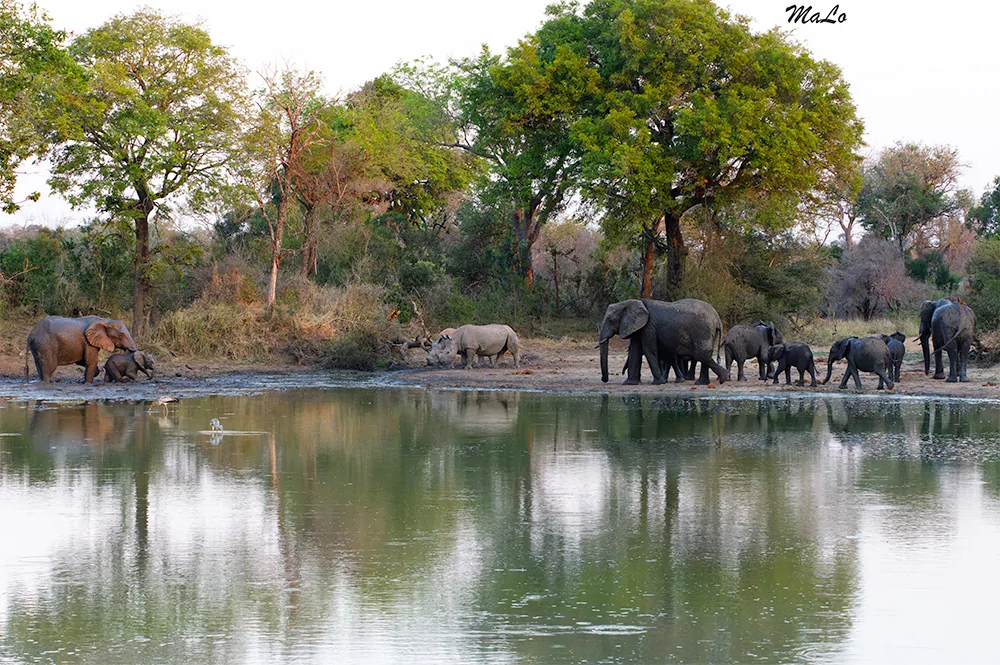 Photo d'un point d'eau avec des elephants et des rhinoceros dans le parc Kruger.